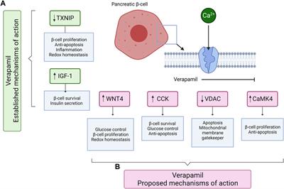 Verapamil chronicles: advances from cardiovascular to pancreatic β-cell protection